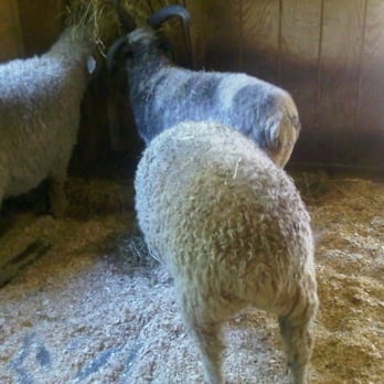 Prospect Park Zoo - Sheep! - Zoos Near Me - Brooklyn, New York Prospect Park Zoo - Sheep! - Zoos Near Me - Brooklyn, New York