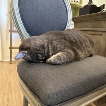 Farmhouse Inn - The lobby cat - Hotels Near Me - Forestville, California