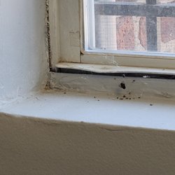 Wilson Avenue Dental - Spiderwebs, bugs i hope arent roaches, flies and dirt!