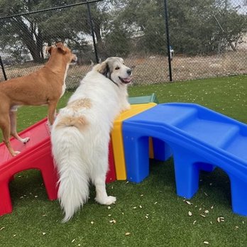Paws Landing - Pet Boarding Near Me - Leander, Texas