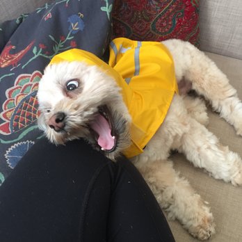 Ginger's Pet Rescue - Boedy a week after adoption - Animal Shelters Near Me