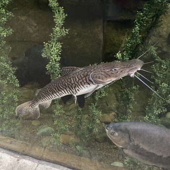 Downtown Aquarium - Museums Near Me - Denver, Colorado