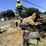 Technical Trees and Landscaping