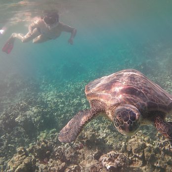 Mauna Lani Beach Club - Snorkeling Near Me - Kamuela, Hawaii