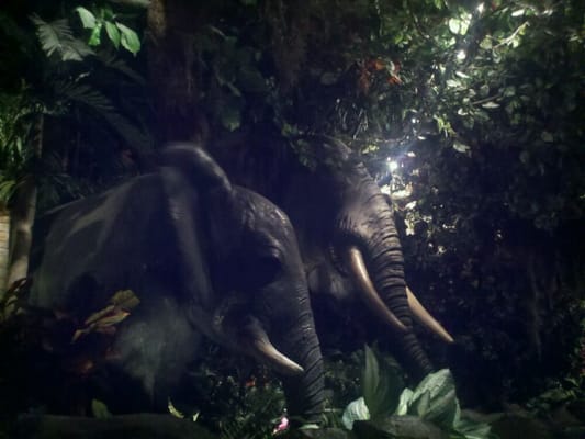 Rainforest Cafe by null