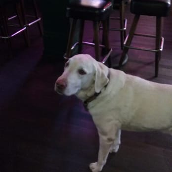 Steiner's Tavern - They will serve any ol' dog in here! #dogslife - Sports Bars Near Me - Sonoma, California