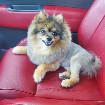 A Shear Pleasure Pet Salon - Sophie after with her lion cut. - Pet Groomers Near Me - Torrance, California A Shear Pleasure Pet Salon - Sophie after with her lion cut. - Pet Groomers Near Me - Torrance, California