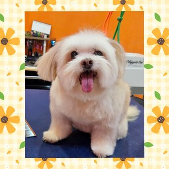 Sun's Pet Grooming - Pet Groomers Near Me - Rancho Palos Verdes, California Sun's Pet Grooming - Pet Groomers Near Me - Rancho Palos Verdes, California