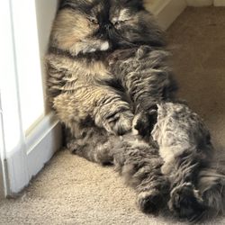 Dawn's Mobile Pet Grooming - 1/2 lion cut . She's so happy !!!