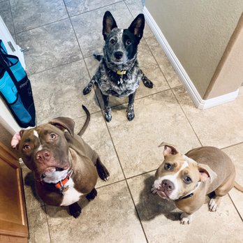 Lucky Pup Dog Training - My 3 babies! - Pet Training Near Me