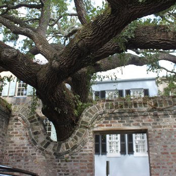 Two Sisters Tours - Trees come first in Charleston! - Historical Tours Near Me - Charleston, South Carolina