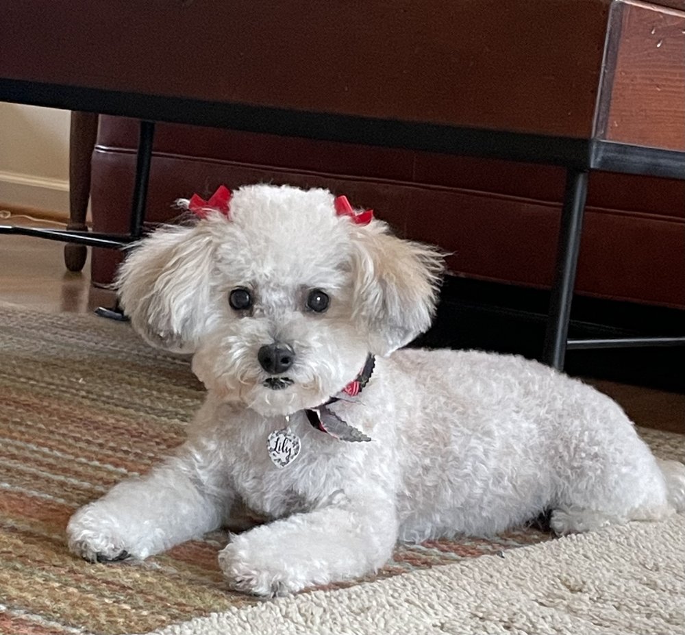 DREAMBOAT PET GROOMING & SUPPLIES Updated May 2024 1003 Greenville