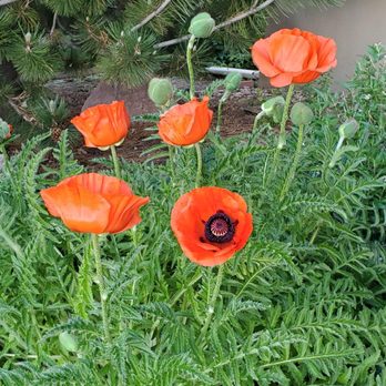 Linden Landscape Services - a group of red poppies - Snow Removal Near Me - Gallatin Gateway, Montana Linden Landscape Services - a group of red poppies - Snow Removal Near Me - Gallatin Gateway, Montana