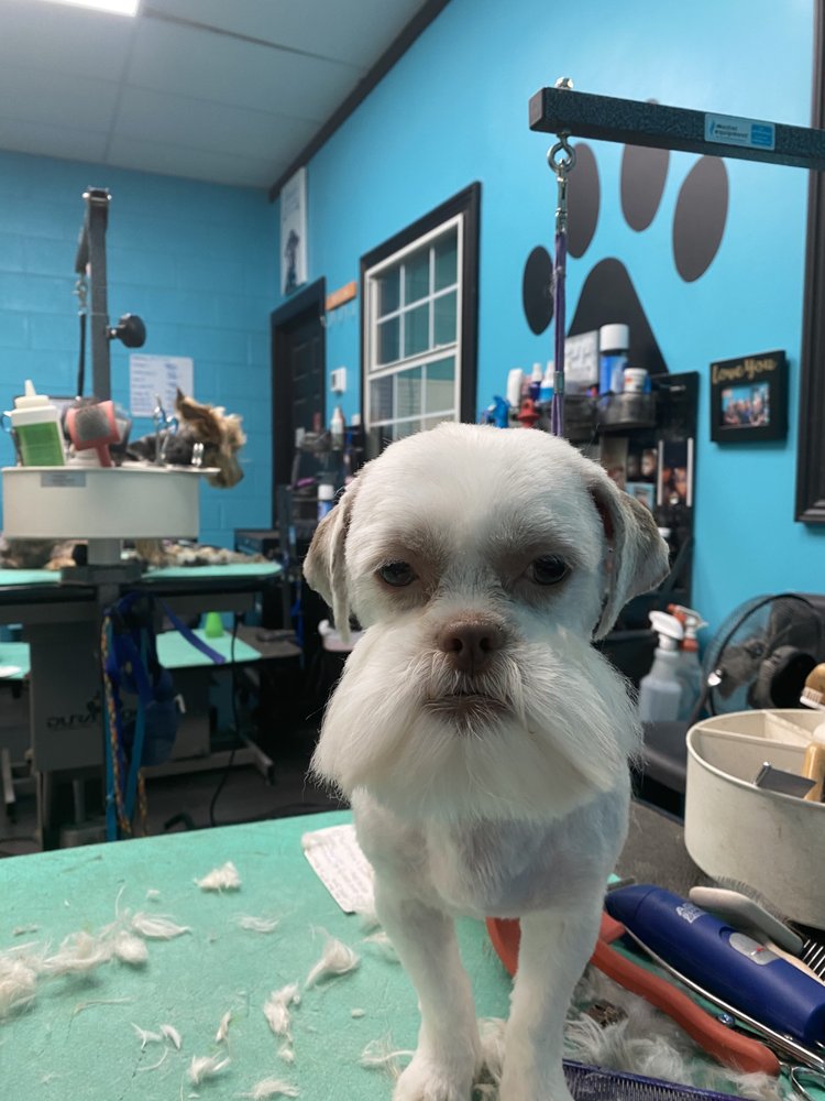 CANDY’S SHOW STOPPER DOG SPA 7920 Charlotte Dr SW, Huntsville