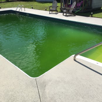 Wilmington Pools - This is what my pool looks like while under a pool maintenance contract with Wilmington Pools. Think: Swamp Thing. - Landscaping Near Me - Wilmington, North Carolina Wilmington Pools - This is what my pool looks like while under a pool maintenance contract with Wilmington Pools. Think: Swamp Thing. - Landscaping Near Me - Wilmington, North Carolina