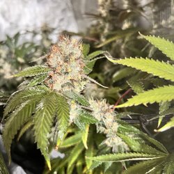 Falls Church Hydroponics and Garden Supply