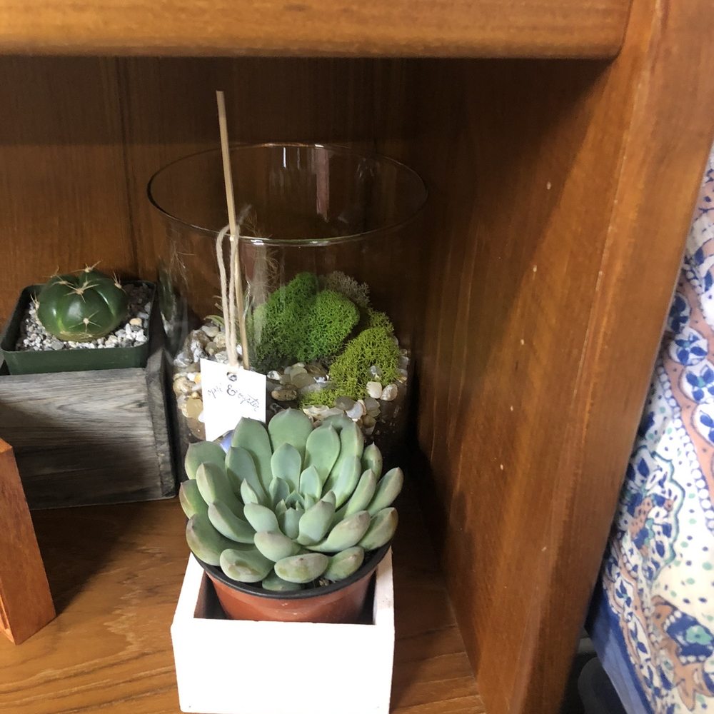 Tip Top Vintage - Succulent - Antiques Near Me - Portland, Oregon Tip Top Vintage - Succulent - Antiques Near Me - Portland, Oregon