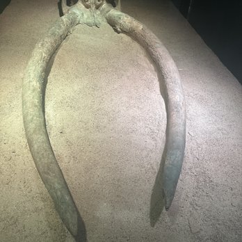 Museo de San Isidro - Elephant tusks - Landmarks & Historical Buildings Near Me - Madrid, M
