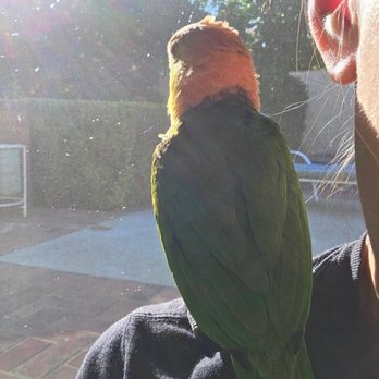 Ringo's Parrot Hotel - Pet Boarding Near Me