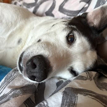 Pure Grooming - Sky. Rescue dog from Tijuana . 7 years old happy puppy - Pet Groomers Near Me - Poway, California