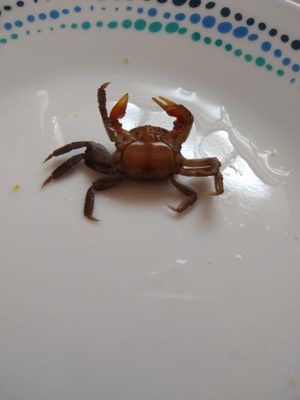 Three Little Fish by null