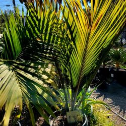 The Dry Garden - Beautiful palms