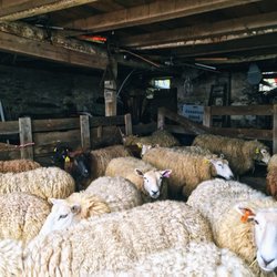 Watson Farm