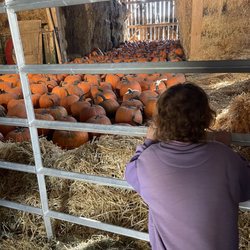 Knox Pumpkin Farm