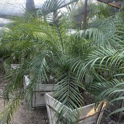 Coco's Nursery