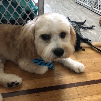 Spa Dog Organic Dog Spa - Seriously!!!!!! How could you do this to a puppy? - Pet Groomers Near Me - Vancouver, British Columbia