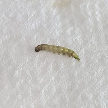 Delicious Garden - We found this in our beef and brocolli - Chinese Near Me - New Braunfels, Texas Delicious Garden - We found this in our beef and brocolli - Chinese Near Me - New Braunfels, Texas