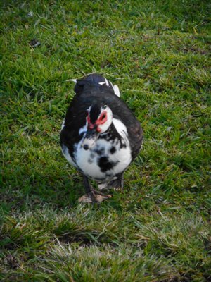 Parque de Santa Catarina by null