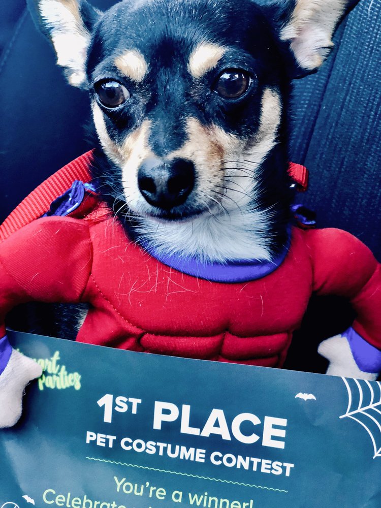 BAKERSFIELD SPCA 20 Photos & 40 Reviews 3000 Gibson St, Bakersfield