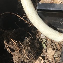 Rodas Koipond & Landscape - Roots in Pondless catch basin
