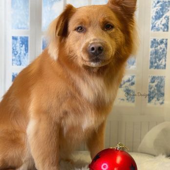 Canine Design Midtown - Pet Groomers Near Me - Reno, Nevada