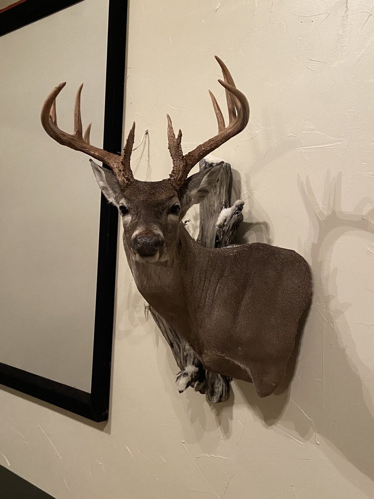 Whitetail Expressions Taxidermy - taxidermy in Enid, OK