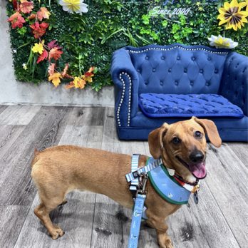 Hollywood Pet Center - Pet Stores Near Me - Burbank, California Hollywood Pet Center - Pet Stores Near Me - Burbank, California