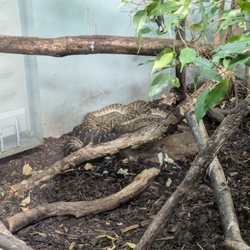 Belfast Zoo