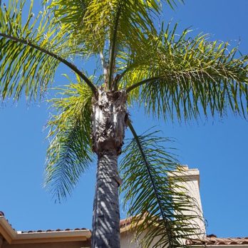 Alejandre Tree Service - Before... - Tree Services Near Me Alejandre Tree Service - Before... - Tree Services Near Me