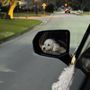 Photo of At Home Mobile Veterinary Clinic