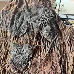 Fossil coral flower which is a display at good earth