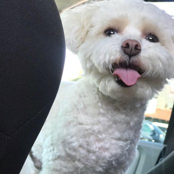 Doggie Day Spa - My cute lil man... - Pet Groomers Near Me - Moreno Valley, California