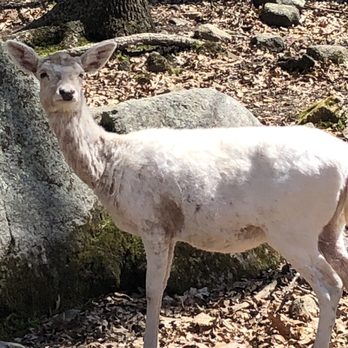 Southwick's Zoo - Deer - Amusement Parks Near Me - Mendon, Massachusetts