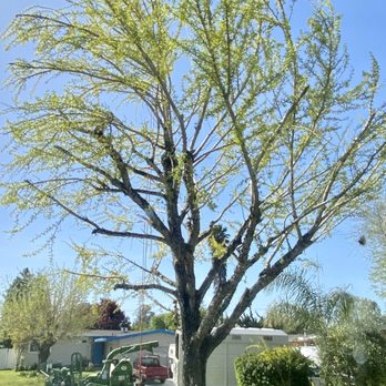 Benavidez - Tree Services Near Me Benavidez - Tree Services Near Me