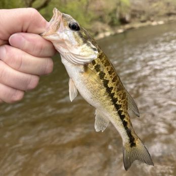 Five Mile Creek Canoe - Spotted bass! - Rafting/Kayaking Near Me - Graysville, Alabama Five Mile Creek Canoe - Spotted bass! - Rafting/Kayaking Near Me - Graysville, Alabama
