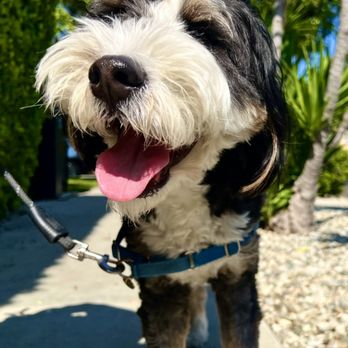 Kats Valley Pawz - Happy Boy - Dog Walkers Near Me - West Hills, California Kats Valley Pawz - Happy Boy - Dog Walkers Near Me - West Hills, California