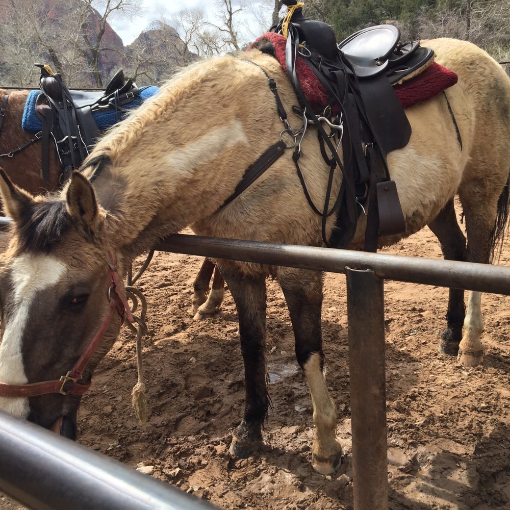 Canyon Trail Rides - These horses are not well cared for- just because you cant see their bones doesn't mean they're healthy - Horseback Riding Near Me - Springdale, Utah Canyon Trail Rides - These horses are not well cared for- just because you cant see their bones doesn't mean they're healthy - Horseback Riding Near Me - Springdale, Utah