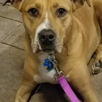 Beer Hound Brewery - Another happy customer! - Breweries Near Me - Culpeper, Virginia Beer Hound Brewery - Another happy customer! - Breweries Near Me - Culpeper, Virginia