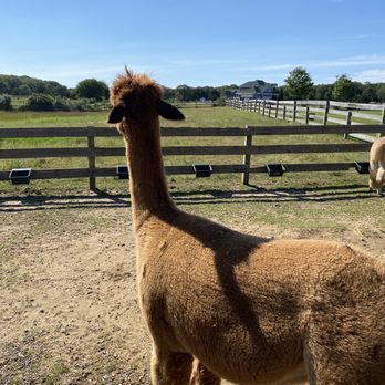 Island Alpaca - Knitting Supplies Near Me - Oak Bluffs, Massachusetts