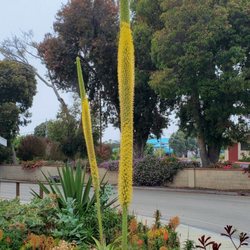 Morro Bay Chamber of Commerce - Agave succulents with 15 foot tall flower spikes. They are monocarpic. 17 May 2020